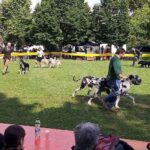 esposizione_canina